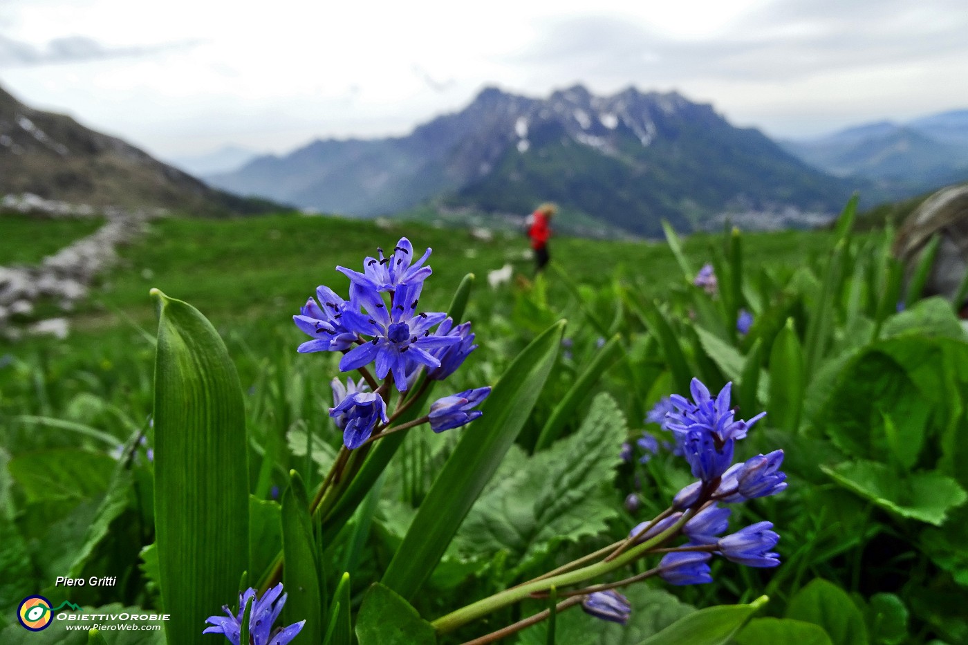 95 Scilla bifolia.JPG -                                